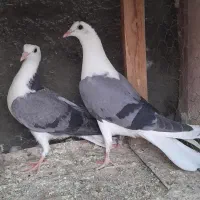 جوجه ،مفلق سینه باز