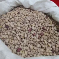 لوبیا ۰عدسی
