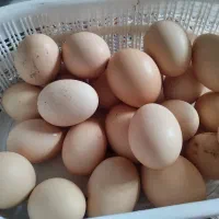 تخم مرغ محلی تازه