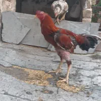 خروس لاری