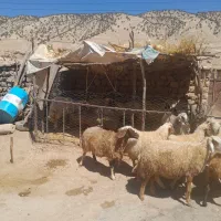 ۱۰عدد گوسفند شک  هراش ابستن