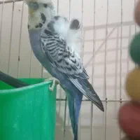 پرنده