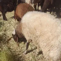 بره قوچی