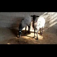 لاکن و رومانوف کانادایی