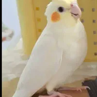 پرنده گمشده