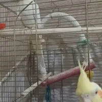 عروس هلندی ماده