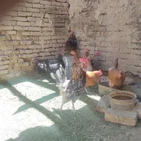 مرغ بومی گلین لری ،،مرغ کرچ