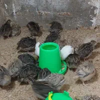 جوجه بلدرچین ۲۰ روزه تخمگذار و گوشتی