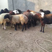 گوسفند بره دار وآبستن