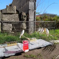 قناری|پرنده|لاهیجان, لیل|دیوار