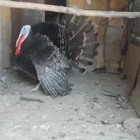 بقلمون جفت
