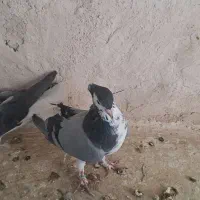 یک جفت دمگیر
