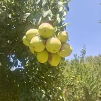 کارگر باغ
