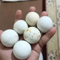 سنگ الماس با گوهر شب چراغ