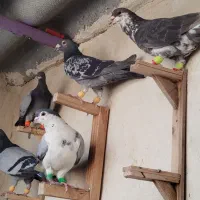 کفتر قلدر۲۳تا
