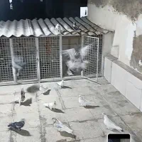 کبوتر پرشی ساعت بالا