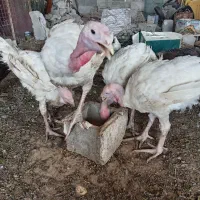 بوقلمون سفید بیوتی گوشتی