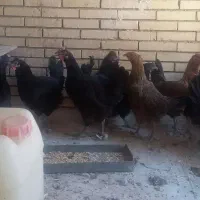 مرغ تخمگذار