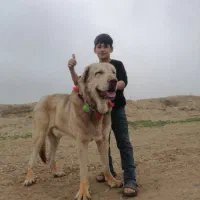 معاوضه با ماده سگ