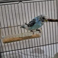 مرغ عشق سالم و سرحال