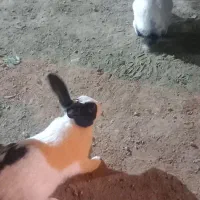 یک جفت خرگوش نر و ماده