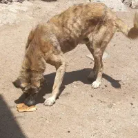 سگ عراقی
