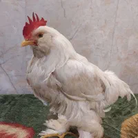 مرندی سفید