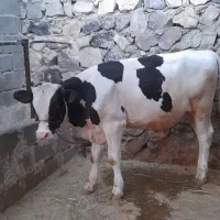 گوساله ۹ماهه نره