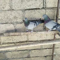 سبز پر|پرنده|سامان, |دیوار