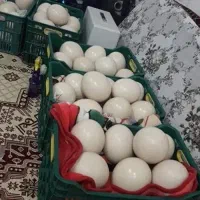 تخم شتر مرغ