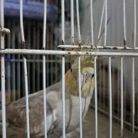 عروس هلندی ماده