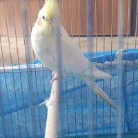 پرنده|پرنده|یاسوج, |دیوار