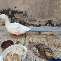اردک نروماده