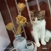 گربه خوشگل