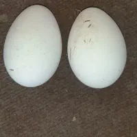 تخم غاز نطفه دار