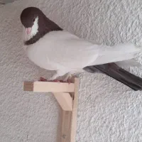 کبوتر شهری نر مس مس