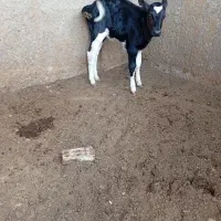 گوساله