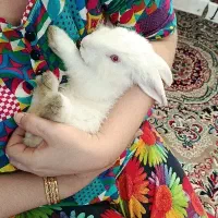 خرگوش سفید