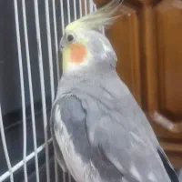عروس هلندی نر سخنگو