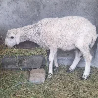 اراس بره نررومانوف