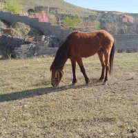 اسب|اسب و تجهیزات اسبسواری|شاندیز, |دیوار