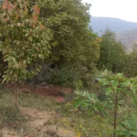 فروش یک قطعه زمین باغی در قورچای
