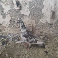 کفتر