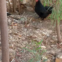 فروش