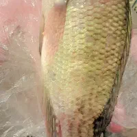 ماهی شانگ تازه