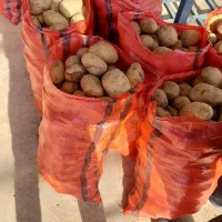 بذر سیب زمینی اسپریت