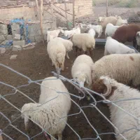 فروش بره نر