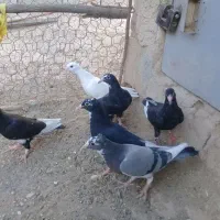 کبوتر پلنگ