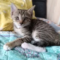 واگذاری بچه گربه زیبا