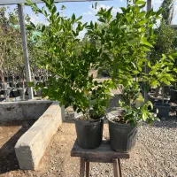 خدمات کاشت یاس هلندی ارتفاع بالای یک متر فقط ۳۸۰